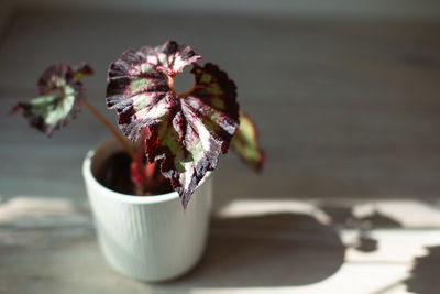 Close-up of plant on table