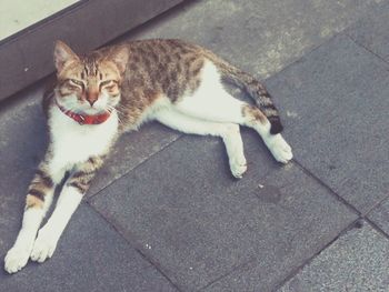 Portrait of cat yawning