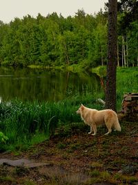 Sheep by lake in forest