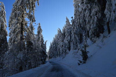 Snow covered road amidst trees against sky