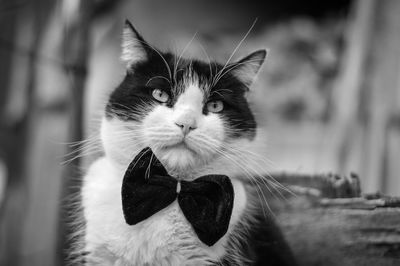 Close-up portrait of cat wearing bow tie