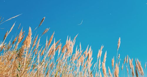 Low angle view of stalks against blue sky