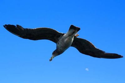 Low angle view of clear blue sky