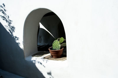 Close-up of potted plant