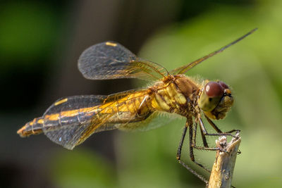 Close-up of insect on leaf