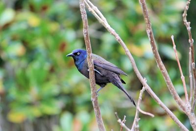 Bird perching on tree