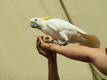 Cropped image of person holding hands