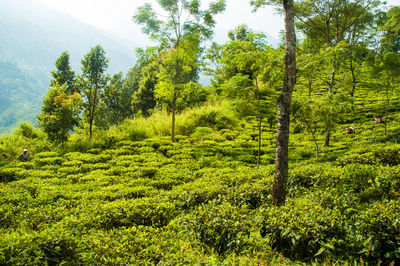 Scenic view of trees growing in forest against sky