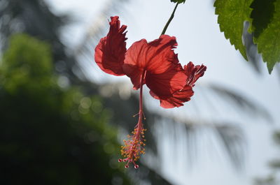 Close-up of red hibiscus flower