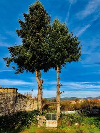 Tree on field against sky