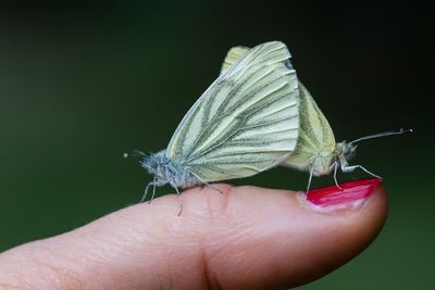 Close-up of hand holding small insect butterfly