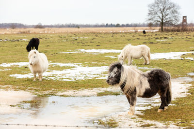 Sheep standing in a field