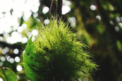 Close-up of green leaves