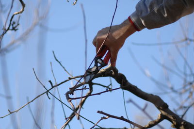 Low angle view of a hand on tree branch