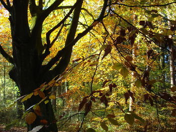 Low angle view of trees against the sky