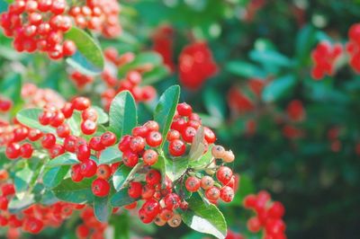 Close-up of red berries growing on tree