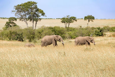 Walking elephants on the savanna