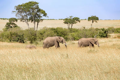 View of elephant on field