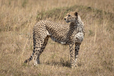 Cheetah standing on land in forest