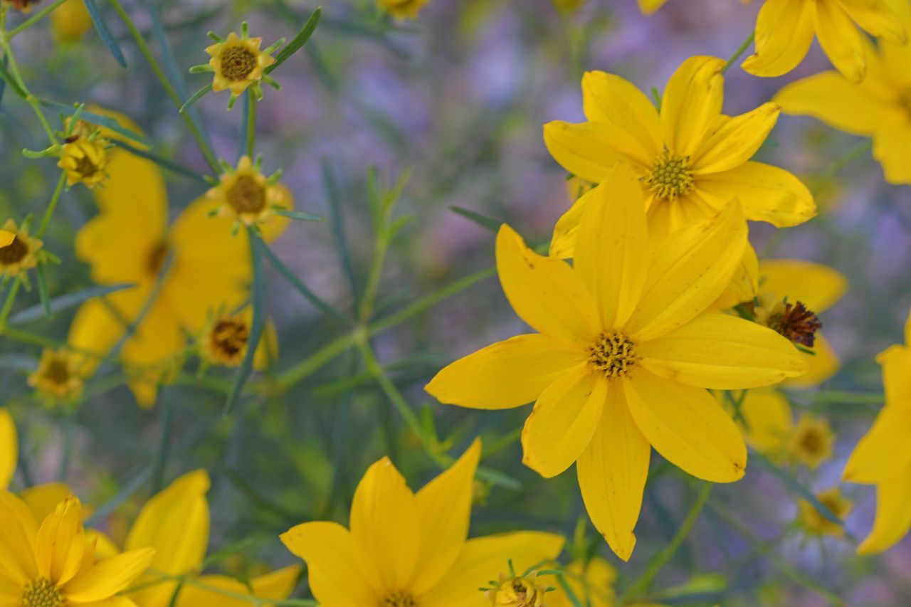 flower, flowering plant, plant, freshness, yellow, beauty in nature, flower head, close-up, nature, fragility, growth, petal, inflorescence, meadow, no people, wildflower, blossom, focus on foreground, garden cosmos, botany, springtime, outdoors, summer, vibrant color, macro photography, field, selective focus, day