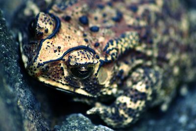 Close-up of frog on rock