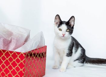 Portrait of cat sitting on white background