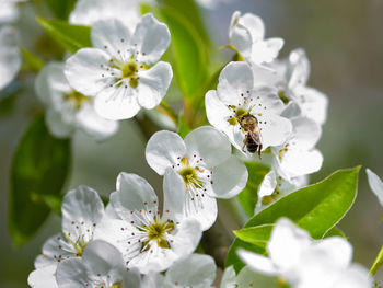 Close-up of bee on white flowers