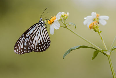 Close-up of butterfly pollinating flower