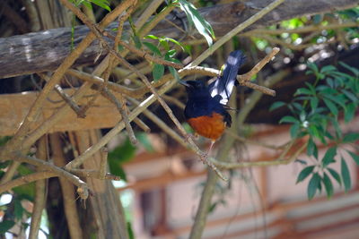 Close-up of bird perching on branch