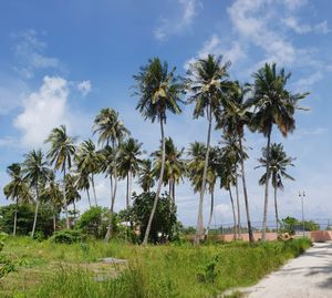 Palm trees on field against sky