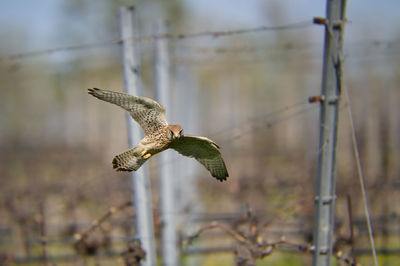 Close-up of bird flying against blurred background