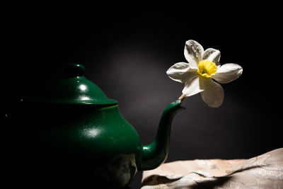 Close-up of white flower on table