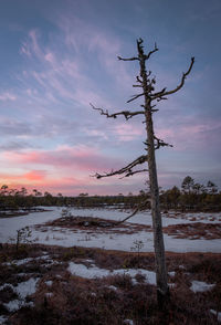 Bare tree on snow covered field against sky during sunset