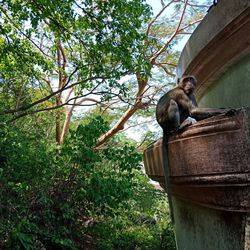 Low angle view of monkey sitting on tree