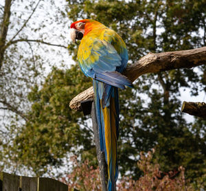 Low angle view of parrot perching on tree