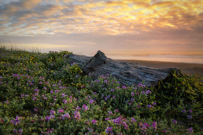 Purple flowering plants on field against sky during sunset