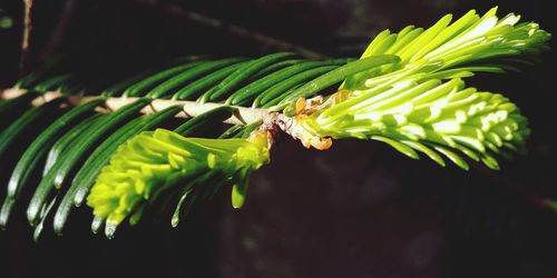Close-up of insect on plant