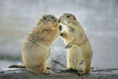 Cute of prairie dogs.