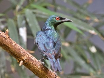 Close-up of bird perching on branch