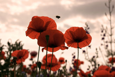 Close-up of red poppy flowers against sky