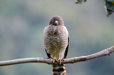 Close-up of sparrowhawk perching outdoors