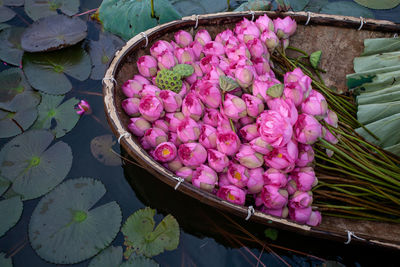 High angle view of pink lotus water lily in lake