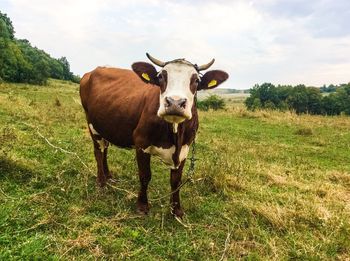 Portrait of cow standing on grassy field against sky