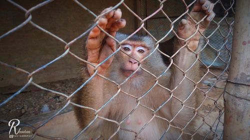 Monkey in zoo