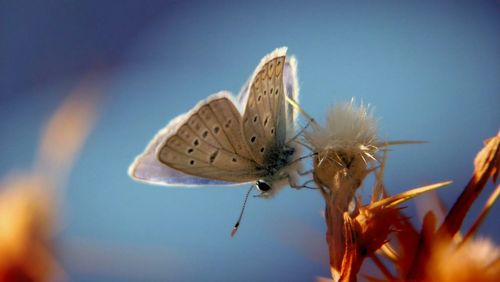 Close-up of flowers against blurred background