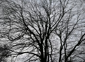 Low angle view of bare trees against sky