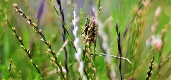 Close-up of insect on plant