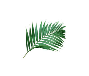 Close-up of palm leaves against white background