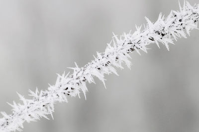 Close-up of frozen plant against sky during winter