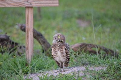 Close-up of owl perching on field